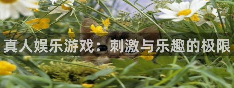星辉平台app 是什么：真人娱乐游戏：刺激与乐趣的极限